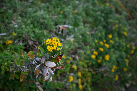 DSC03715