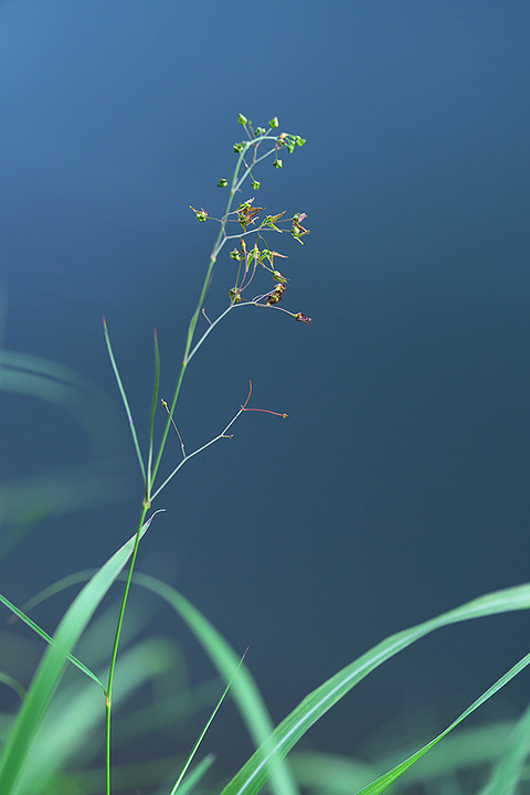 DSR06986