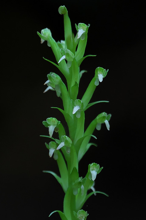 DCR05661
