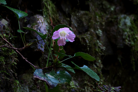 DCR01812