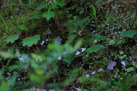 DSR02332_2