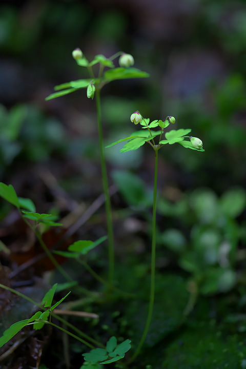 DCR00524
