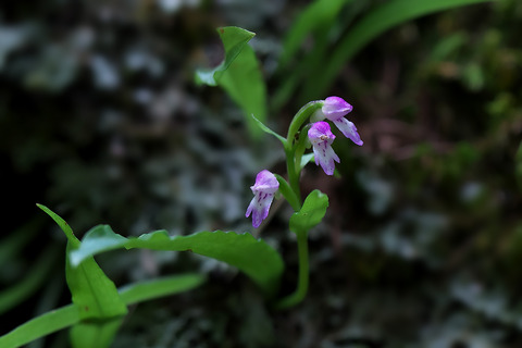 DCR05022
