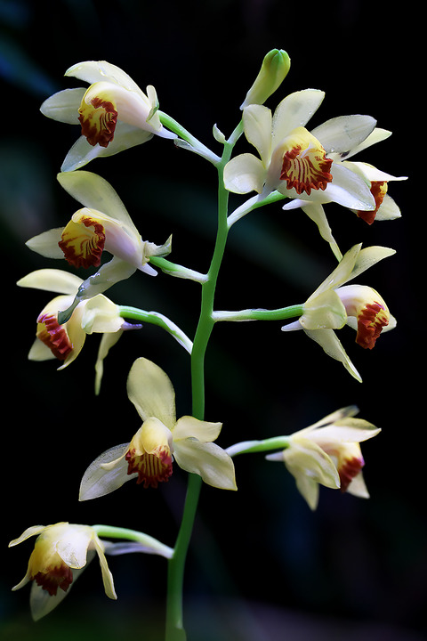 DCV06911・06913-06916st