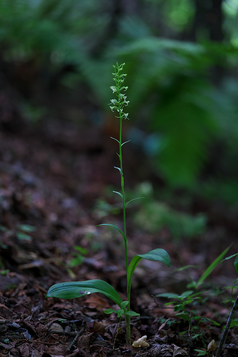 DCV04887