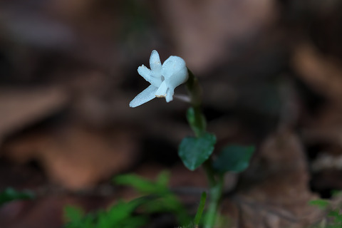 DCR05574