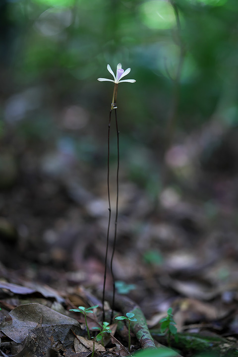 DCR00964_6