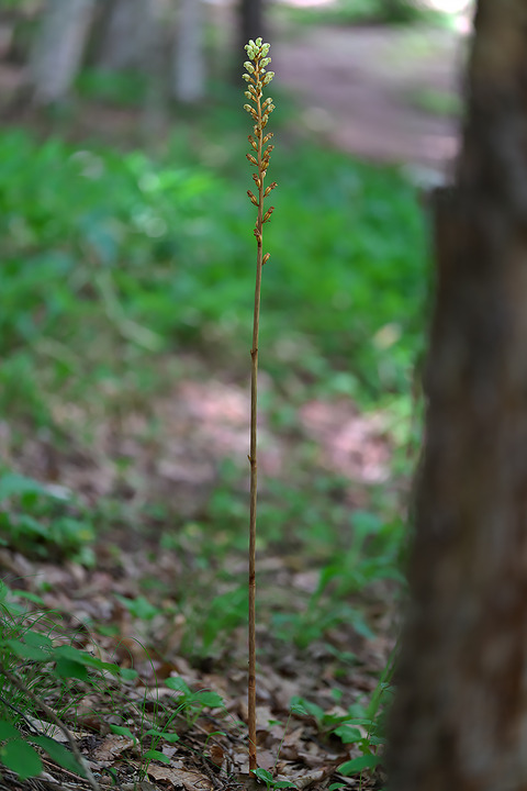DCR05409