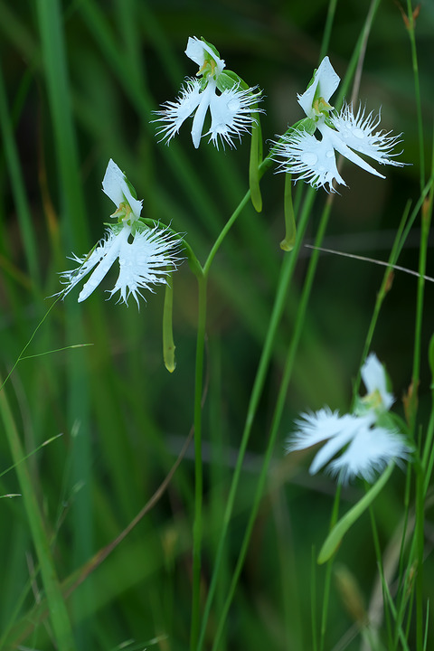 DSR05577