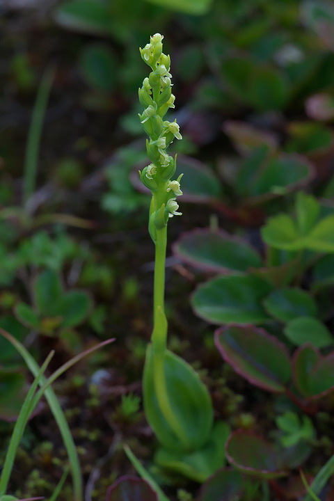 DCR04269・4272・4277st