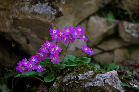 DCV02304