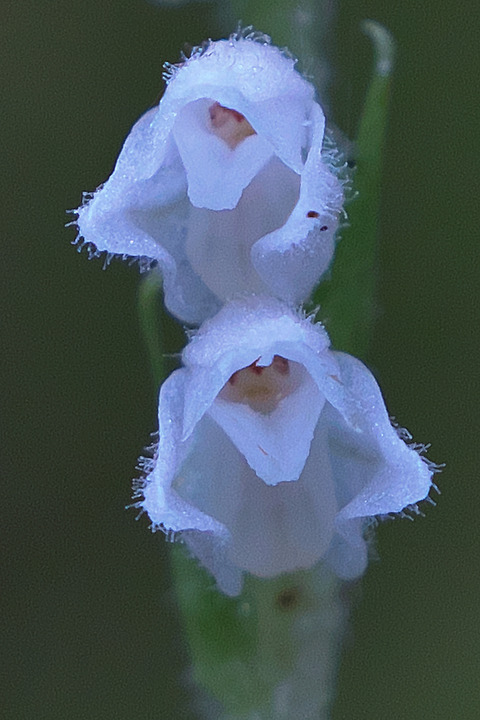 DSR01839