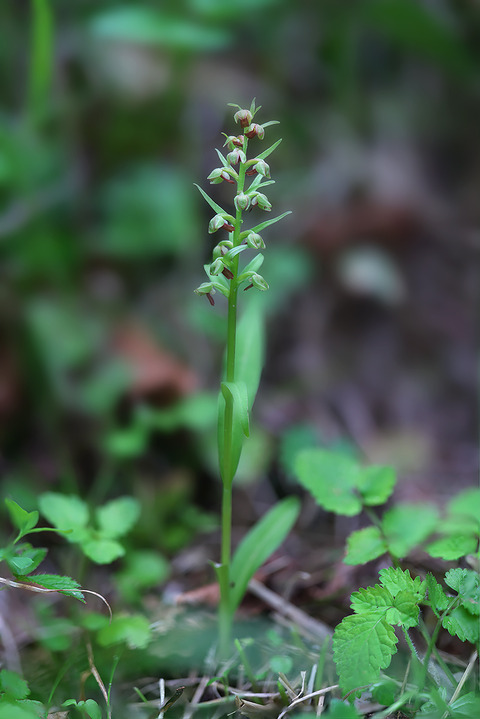 DCR09744・9747・9748・9750・9751・9753・9772・9775st