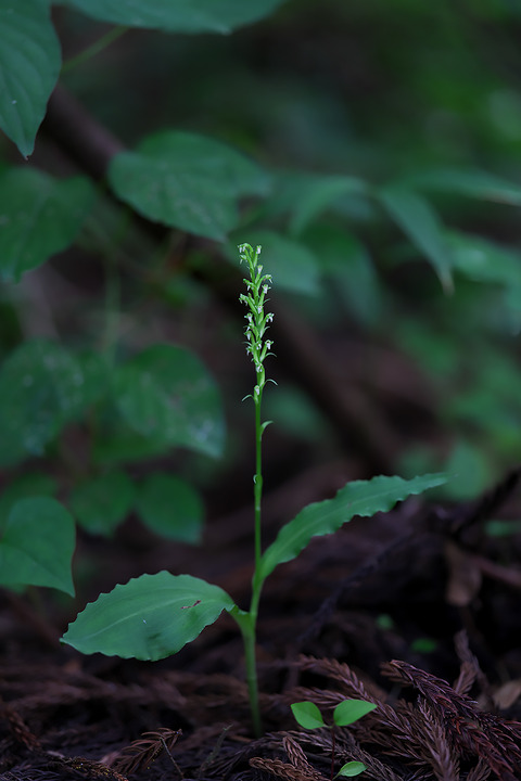 DCR05662