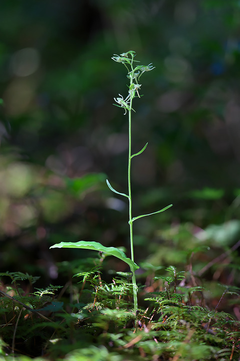 DCR05566・5567st