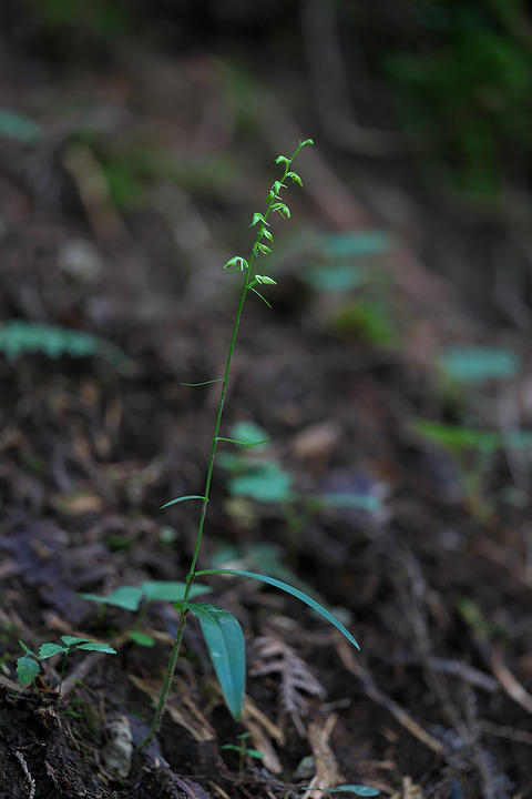 DCV05778