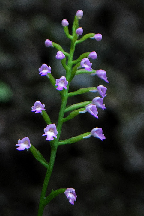 DCV02833