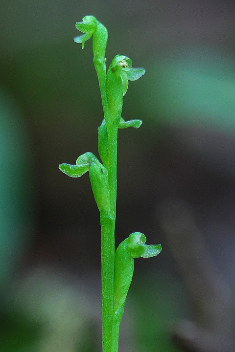 DCV04014