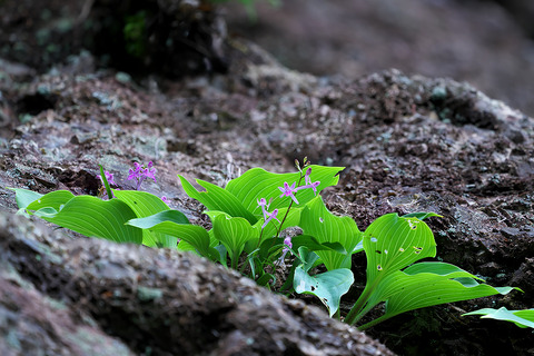 DCR08448・08451-08453st