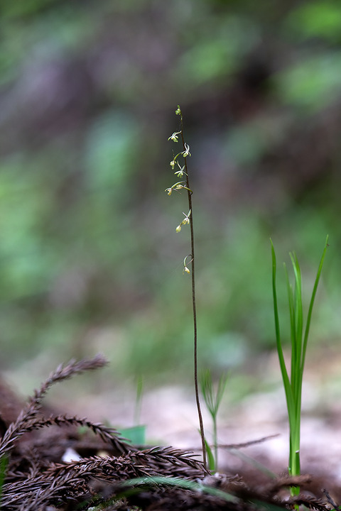 DCV02257