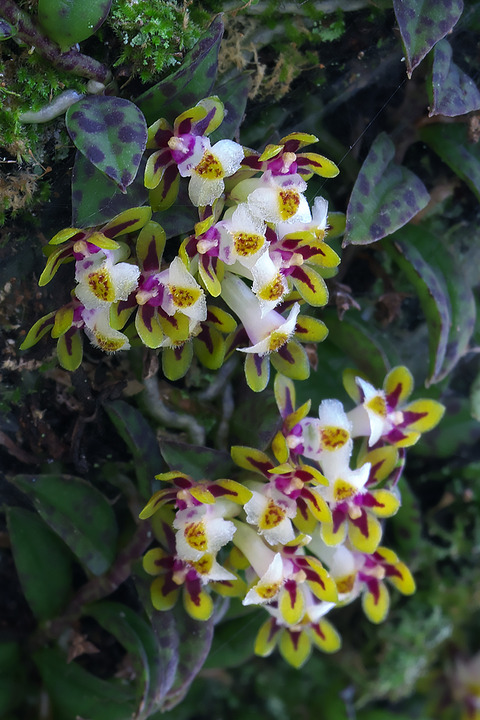 DCV09397