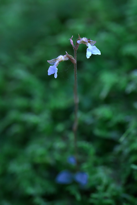 DCR04562・4563・4566st