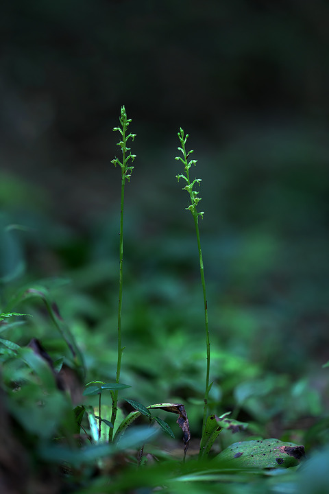 DCV05071