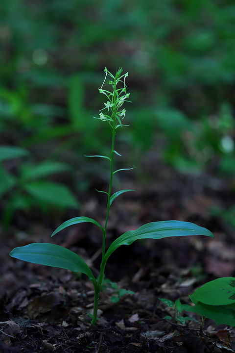 DCR03320・3329・3332・3341・3342・3345st