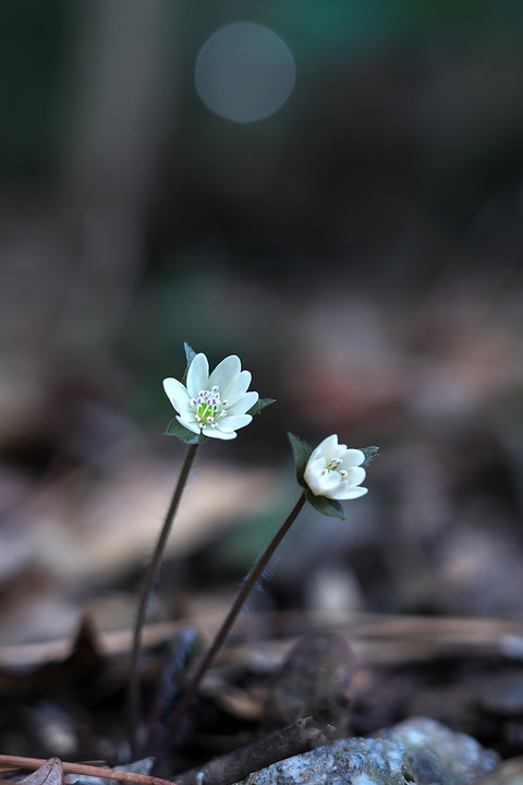 DSR09779_2