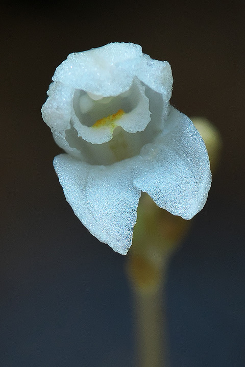 DCR07722