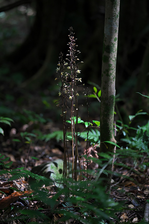 DCV06699