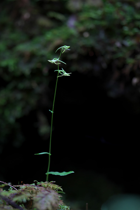 DSR05411