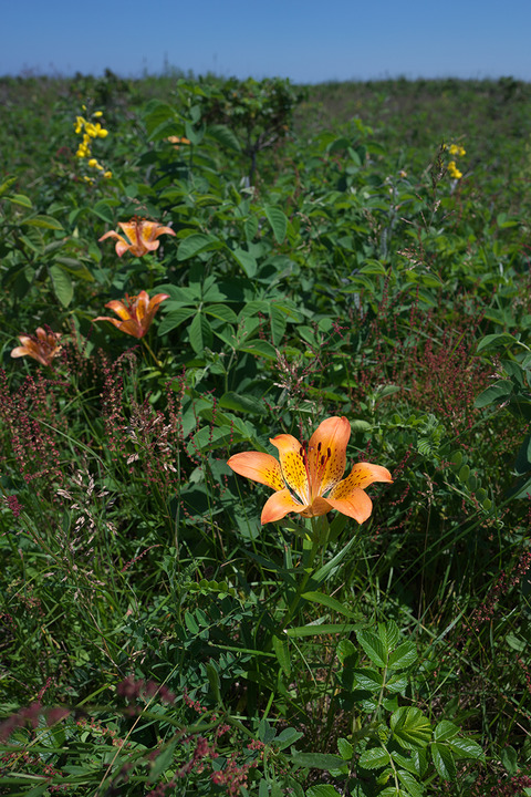 DSR04301