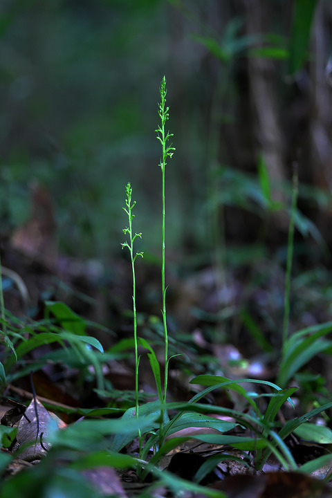 DCV05011
