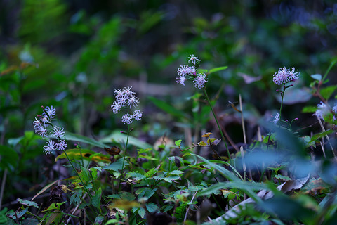 DSR07109・07110st_2
