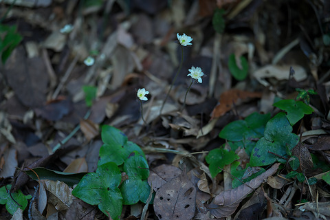 DCV00809