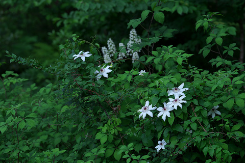 DSR02270
