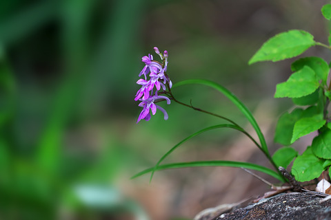 DCR08547・08550・08551st