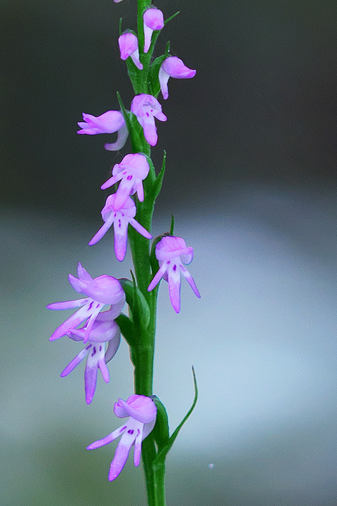DSR09666_2
