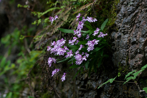 DSC07771