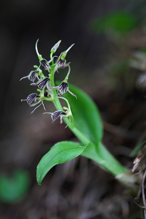 DCV09499-09507・09519st