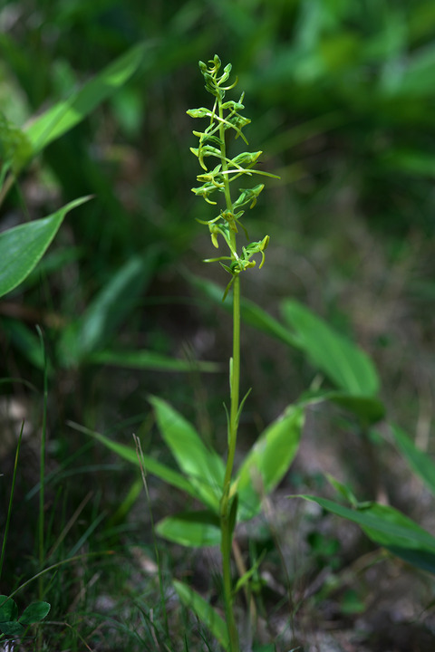 DCR05373