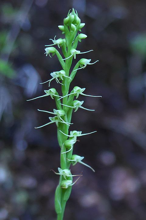 DSR03697
