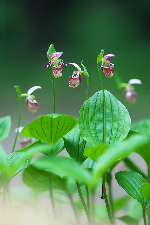 DCR08870・8873・8874st