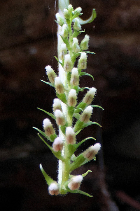 DSR00944