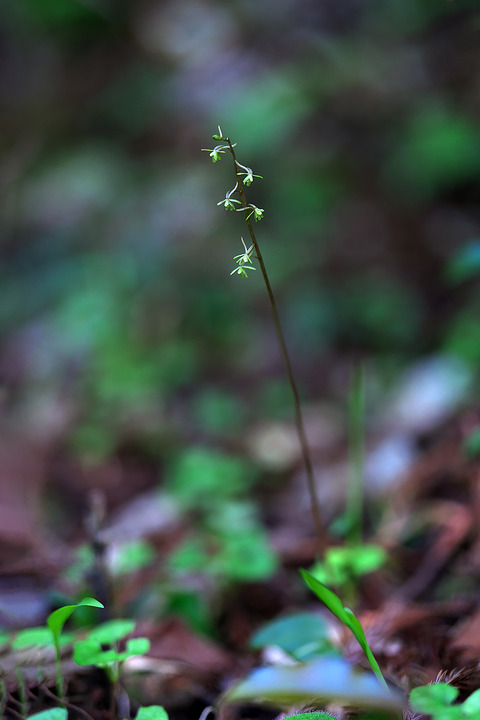 DCR04692・04693・04696st