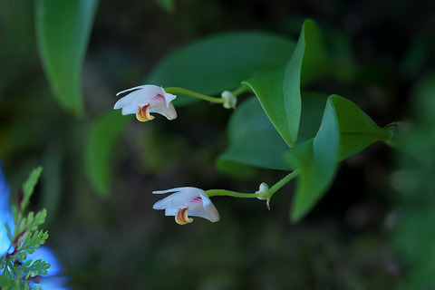 DCR09912-09924・09933-09957st