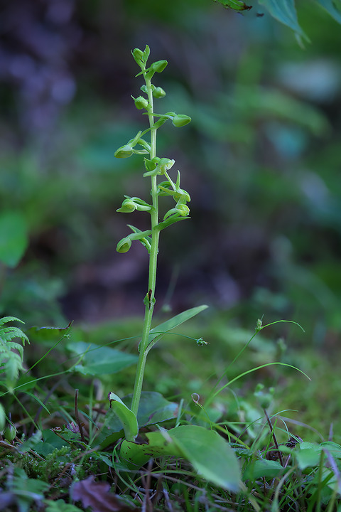 DCR07648・07649sttif