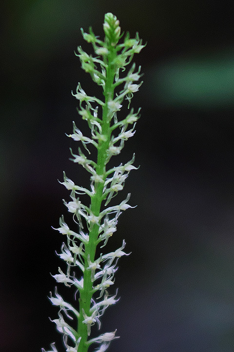 DSR09496