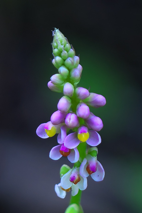 DCR03621・3626・3627st2